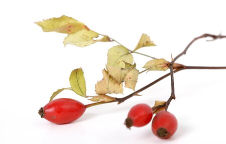 Rose hips in studioの写真素材
