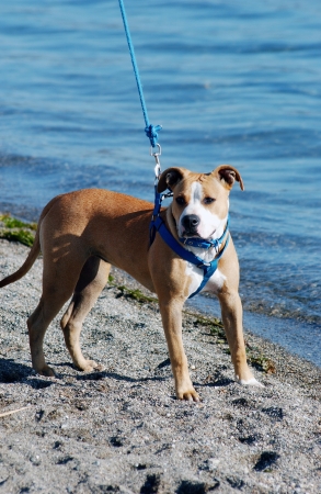        Amstaff on a sand near water                        の写真素材