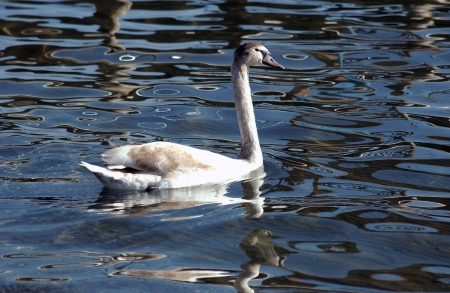                  Swan in lake ohrid, macedonia              の写真素材