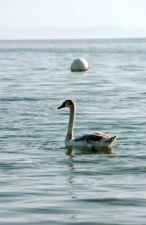             Baby   Swan in lake ohrid, macedonia                 の写真素材