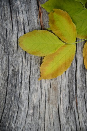 automn leaf on a grunge wooden backgrondの写真素材