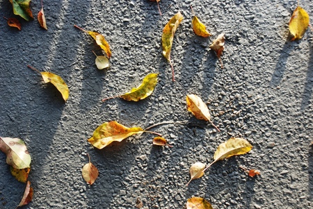 Autumn leaves on  fresh concreteの写真素材