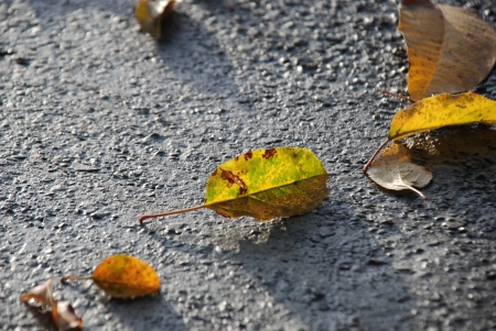 Autumn leaves on a fresh prepared wet concreteの写真素材