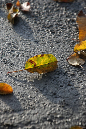 Autumn leaves on a fresh prepared wet concreteの写真素材