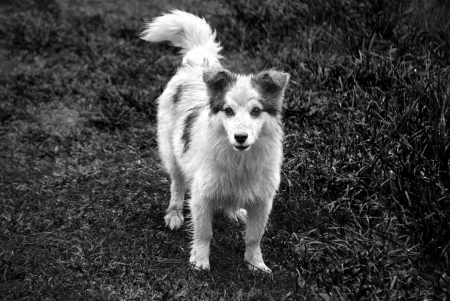 Homeless dogの写真素材