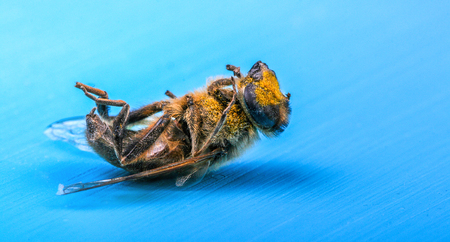 Dead wasp on a blue backgroundの写真素材
