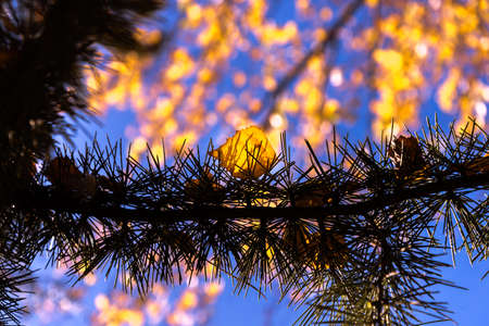 Winter is commingの写真素材