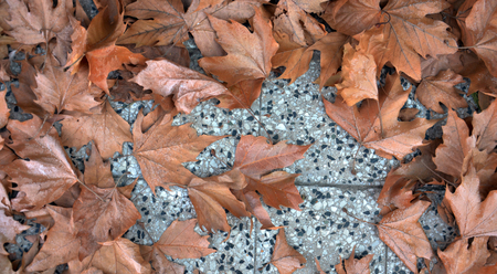 autumn leaves の写真素材