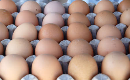 eggsの写真素材