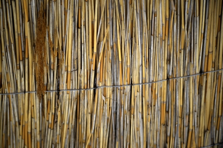 reed background