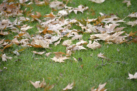 Autumn leavesの写真素材
