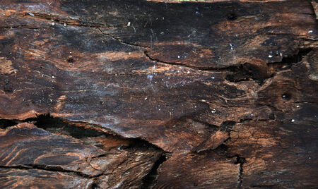 Dry tree wood backgroundの写真素材