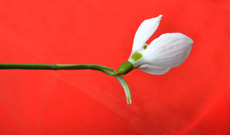 spring is commingの写真素材