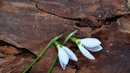 springの写真素材