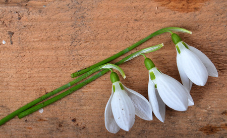 springの写真素材