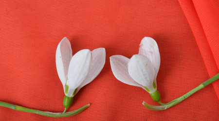 springの写真素材