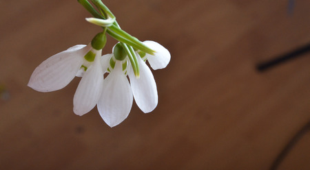 springの写真素材