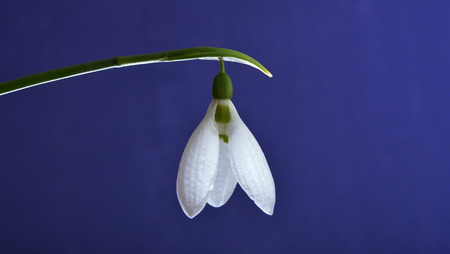 springの写真素材
