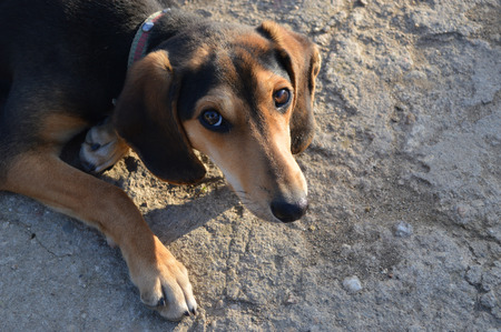 Closeup shot of dogの写真素材