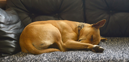 Sleeping dogの写真素材