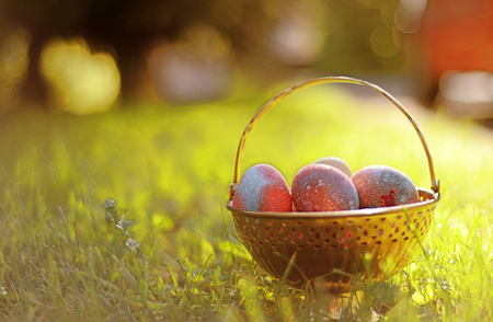 easter eggs on the morning grassの写真素材