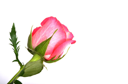 Love roseの写真素材