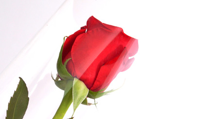 Red roseの写真素材