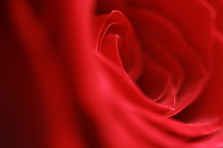 Red rose closeupの写真素材