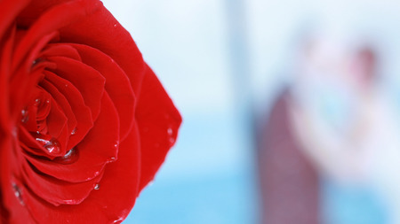red rose with married couple on backgroundの写真素材