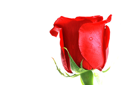  valentine Day  red roseの写真素材
