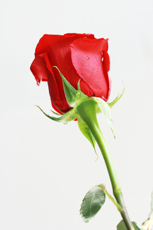 Valentine Day  red roseの写真素材
