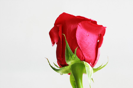  valentine Day  red roseの写真素材