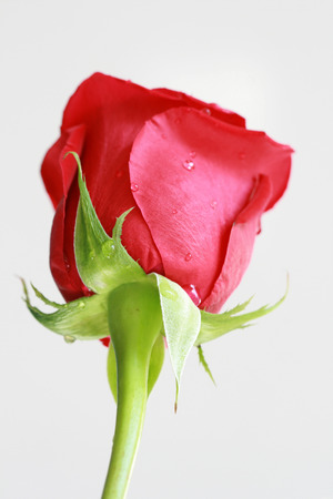  valentine Day  red roseの写真素材
