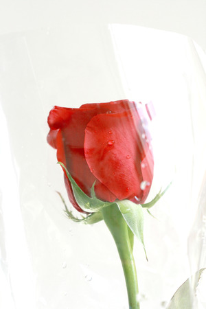  valentine Day  red roseの写真素材