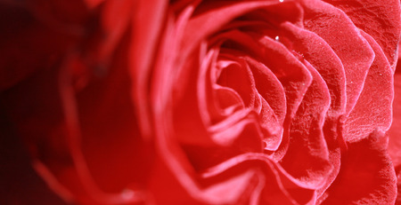  valentine Day  red roseの写真素材