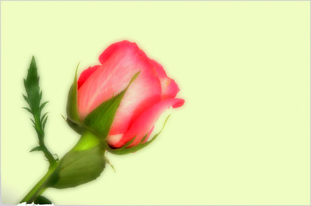 valentine Day  red roseの写真素材