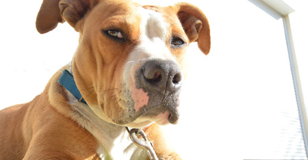 Serious dogの写真素材