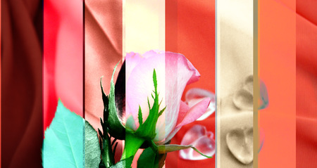 love roseの写真素材