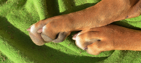 Legs of Amstaffの写真素材