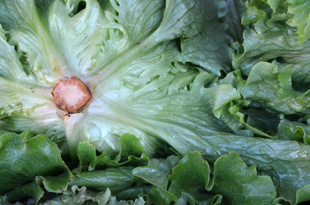 Fresh salad in a marketの写真素材