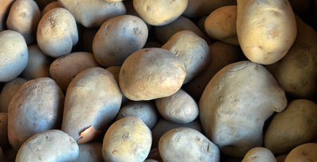 Dirty raw potatoesの写真素材
