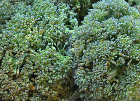 Broccoli の写真素材