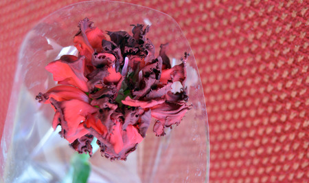Withered red carnationの写真素材