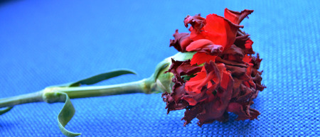Withered red carnationの写真素材