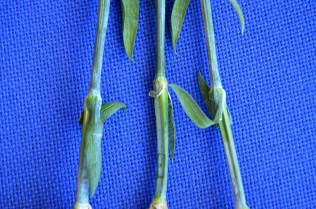stems of a red carnationの写真素材