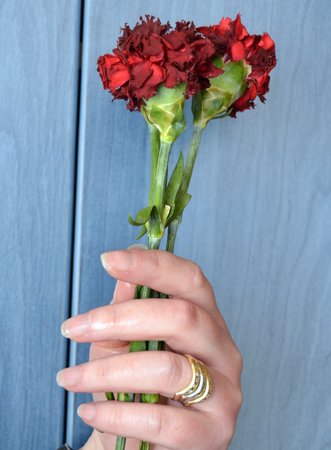 hand hold Withered red carnationの写真素材