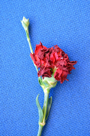 Withered red carnationの写真素材