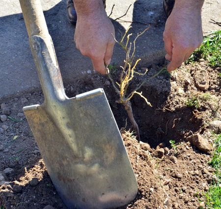 Planting rose flowerの写真素材
