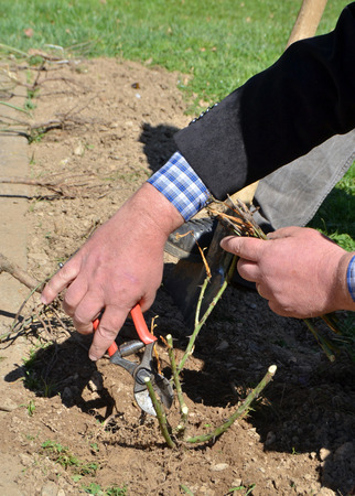 Pruning Of Roses With Secateursの写真素材