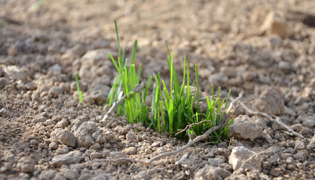 grass on a soilの写真素材